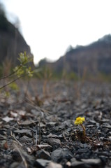 Steinbruch Rockenhausen Blume 
