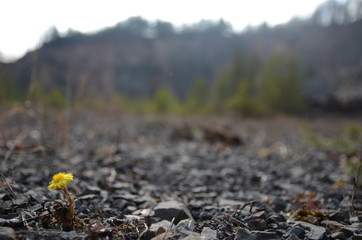 Steinbruch Rockenhausen