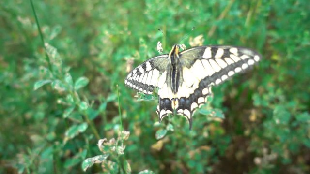 Butterfly Papilio machaon on a flowering plum tree