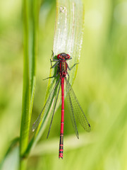 Large Red Damselfly