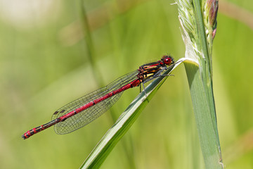 Large Red Damselfly