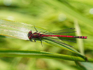 Large Red Damselfly