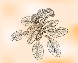 Bellis perennis or English daisy . Bruisewort and occasionally woundwort (Stachys (woundworts)). © sakurra