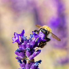 bee on violet lavender