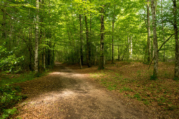 Forest on the Camino de Santiago by Roncesvalles.