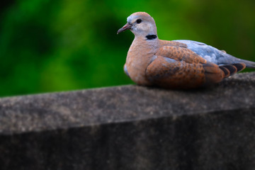 Dove bird on nature boke background
