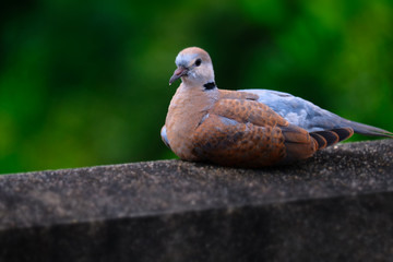 Dove bird on nature boke background