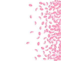 Sakura petals falling down. Romantic pink bright medium flowers. Thick flying cherry petals. Scatter