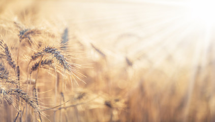 Close-up ripe wheat cobs at sunset