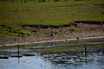 Alte Leine, Niedersachsen