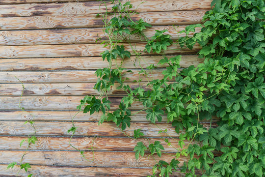 green leaves of wild grapes on a log wall of the house