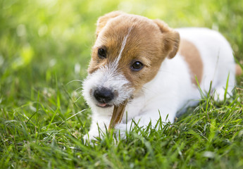 Happy healthy Jack Russell Terrier dog puppy chewing bone for cleaning teeth