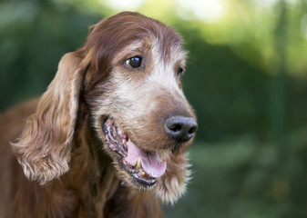 Beautiful cute old Irish Setter dog smiling - head close-up