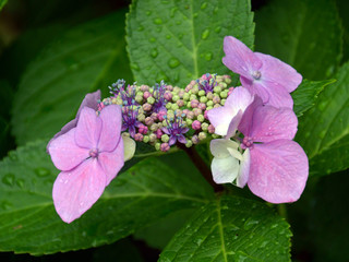 Obraz premium 雨に濡れたガクアジサイ