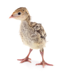 Chicken turkey isolated.