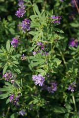 Beautiful purple alfalfa flower in the field. Medicago sativa cultivation in bloom in summer