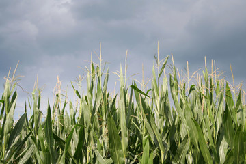 Fototapeta premium Dark storm clouds over green corn field. Agricultural landscape in summer.