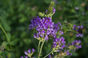 Beautiful purple alfalfa flower in the field. Medicago sativa cultivation in bloom in summer