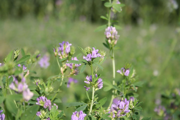 Beautiful purple alfalfa flower in the field. Medicago sativa cultivation in bloom in summer