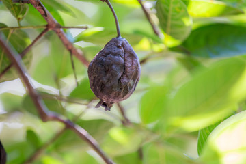 guava on the tree