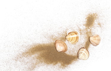Sea shells in sand pile isolated on white background, top view