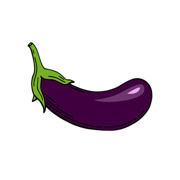 Eggplant vegetable on white background. Eggplant for farm market. Vector illustration. Hand drawn