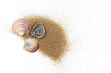 Sea shells in sand pile isolated on white background, top view