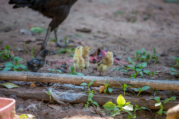 Chicken in Thailand