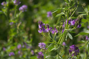Beautiful purple alfalfa flower in the field. Medicago sativa cultivation in bloom in summer