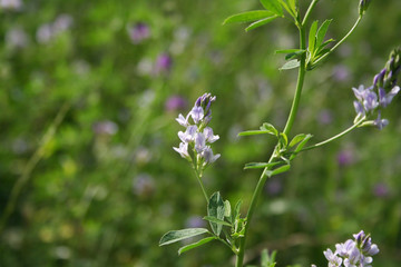 Beautiful purple alfalfa flower in the field. Medicago sativa cultivation in bloom in summer