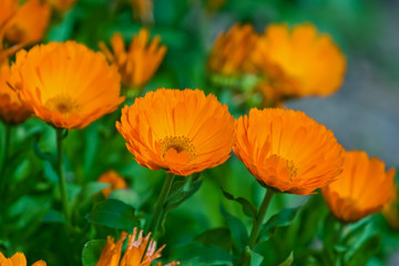 Calendula (marigold) flowers in the garden