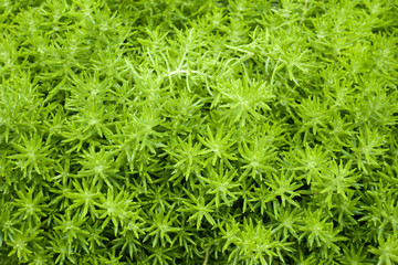 Top view of green leaves of sedum