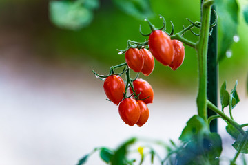 ミニトマトのアイコ