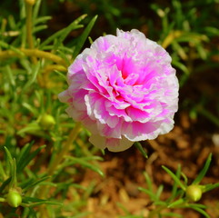 Beautiful Light Pink Rose (Rosa) Flower Isolated