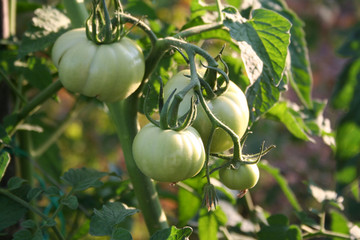 Unripe green tomatoes with sunlight on plant in the vegetable garden