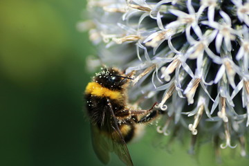 ABEILLE SUR UN CHARDON