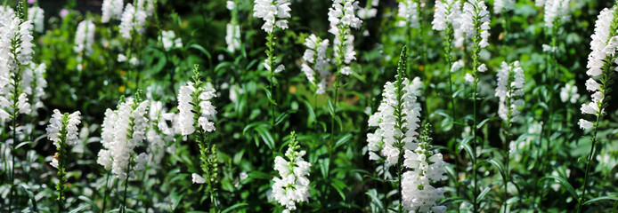 Beautiful flowers in the garden in summer