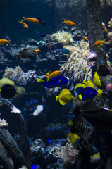 Obraz na płótnie Canvas Coral Reef in deep dark water