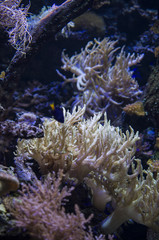 Naklejka na ściany i meble Coral Reef in deep dark water