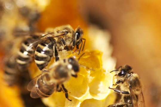 Bees on a honeycomb close-up.