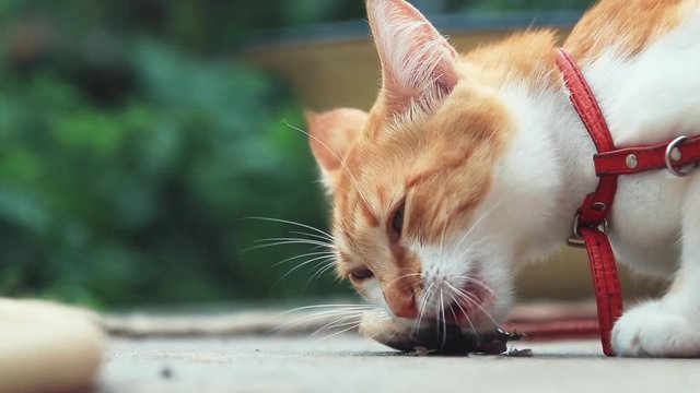 Funny beautiful amazing cute red white cat in red collar eating fresh fish on the outdoor, sunny summer good day. Shallow depth of the field, toned video, 50fps.