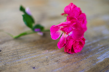 Blooms fragrant pink rose