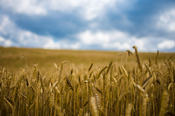 Wheat field