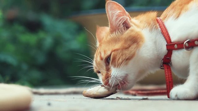Funny beautiful amazing cute red white cat in red collar eating fresh fish on the outdoor, sunny summer good day. Shallow depth of the field, slow motion toned video, 50fps.