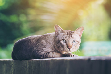 Cat on the house wall looking at camera