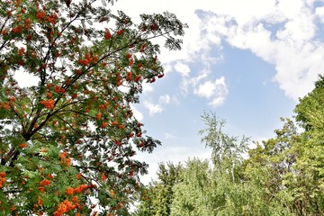 Fototapeta na wymiar tree ashberry