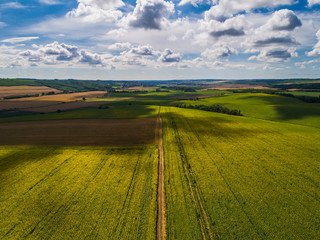 Sunflowers from above