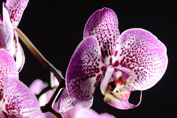 A beautiful red, purple orchid standing against a black background. The filigree, colorful speckled exotic flower has blossomed and is a symbol of life, art and the everlasting.