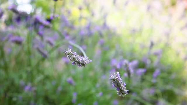 Lavendel mit Hummeln und Schmetterlingen