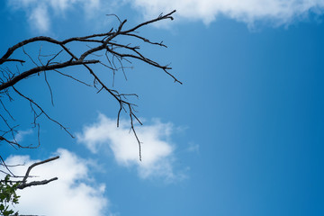 Dry branches without leaves